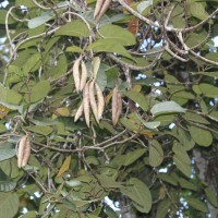 Chonemorpha fragrans (Moon) Alston